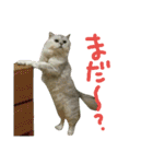 ニアと愉快なお友達2（個別スタンプ：29）