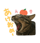 ニアと愉快なお友達2（個別スタンプ：38）