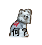 わんたん1（個別スタンプ：5）