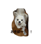 わんたん1（個別スタンプ：11）