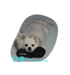 わんたん1（個別スタンプ：15）