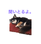 広島弁 チワワ 2（個別スタンプ：9）