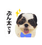ぶん太スタンプ（個別スタンプ：15）