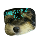 miran mutter2（個別スタンプ：4）