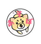 柴犬のモチ君（個別スタンプ：1）