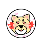 柴犬のモチ君（個別スタンプ：3）