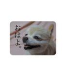 ガブとチャオ（個別スタンプ：5）