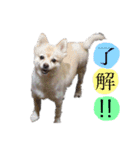 ガブとチャオ（個別スタンプ：8）