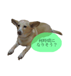 ガブとチャオ（個別スタンプ：10）