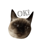 マンチカン シールポイントの猫スタンプ（個別スタンプ：1）