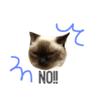 マンチカン シールポイントの猫スタンプ（個別スタンプ：2）