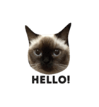 マンチカン シールポイントの猫スタンプ（個別スタンプ：3）