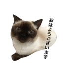 マンチカン シールポイントの猫スタンプ（個別スタンプ：4）