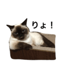 マンチカン シールポイントの猫スタンプ（個別スタンプ：8）
