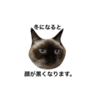 マンチカン シールポイントの猫スタンプ（個別スタンプ：16）