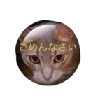 お返事、ねこ（個別スタンプ：1）