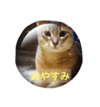 お返事、ねこ（個別スタンプ：3）