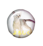 お返事、ねこ（個別スタンプ：6）