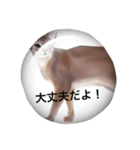 お返事、ねこ（個別スタンプ：8）