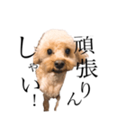 博多犬のモカさん（個別スタンプ：2）