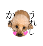 博多犬のモカさん（個別スタンプ：4）