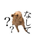 博多犬のモカさん（個別スタンプ：5）