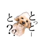 博多犬のモカさん（個別スタンプ：7）