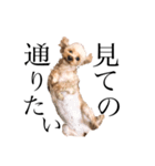 博多犬のモカさん（個別スタンプ：8）