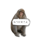 目で物を言う猿（個別スタンプ：1）