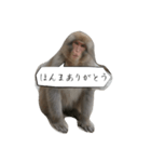 目で物を言う猿（個別スタンプ：4）