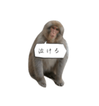 目で物を言う猿（個別スタンプ：9）