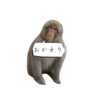 目で物を言う猿（個別スタンプ：14）