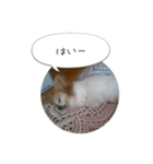 はなとチュッちゃん1（個別スタンプ：5）