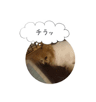 はなとチュッちゃん1（個別スタンプ：6）