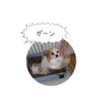 はなとチュッちゃん1（個別スタンプ：7）