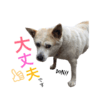 ドンとカイト（個別スタンプ：9）
