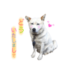 ドンとカイト（個別スタンプ：13）