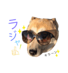 ドンとカイト（個別スタンプ：14）