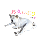 ドンとカイト（個別スタンプ：16）