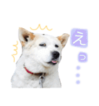 ドンとカイト（個別スタンプ：17）