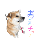 ドンとカイト（個別スタンプ：18）
