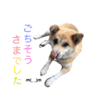 ドンとカイト（個別スタンプ：20）