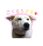ドンとカイト（個別スタンプ：23）