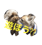 チワワ ドッグ（個別スタンプ：22）