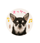 DEC【おでか犬】愛犬スタンプ第4弾（個別スタンプ：3）