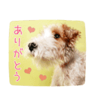 DEC【おでか犬】愛犬スタンプ第4弾（個別スタンプ：6）