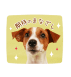 DEC【おでか犬】愛犬スタンプ第4弾（個別スタンプ：9）