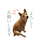 柴もも（個別スタンプ：2）
