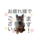 柴もも（個別スタンプ：3）