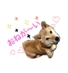 柴もも（個別スタンプ：5）